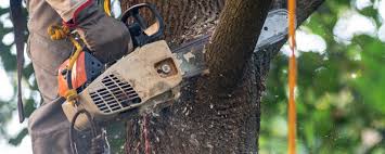 Best Tree Trimming and Pruning  in Blandon, PA