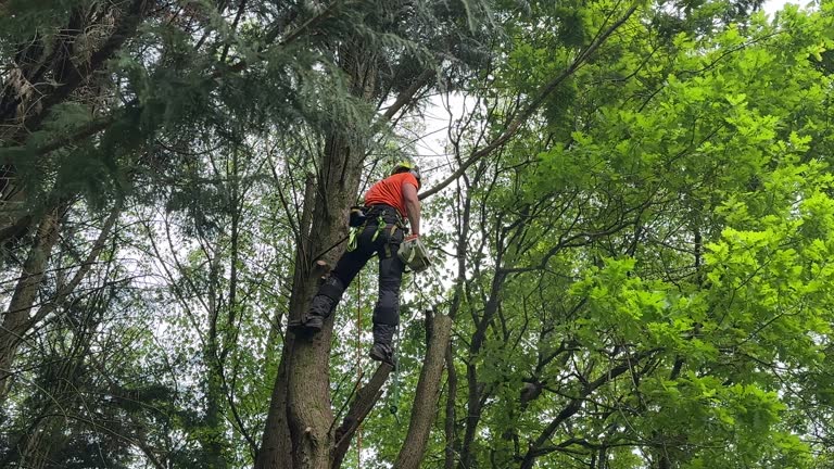 Best Tree Health Inspection  in Blandon, PA