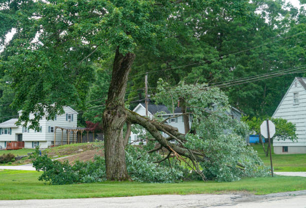 Trusted Blandon, PA  Tree Services Experts