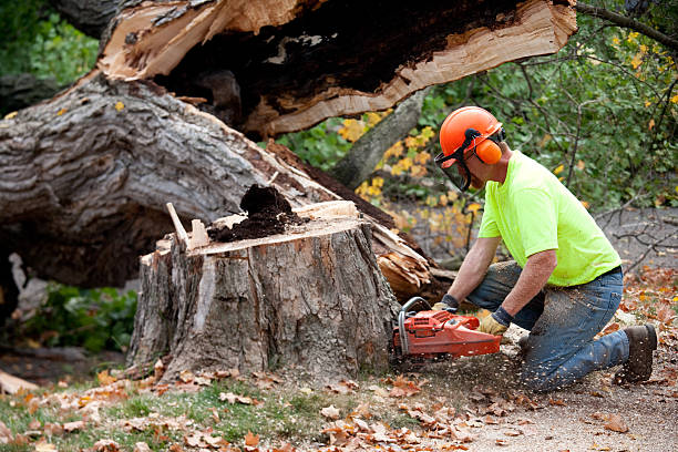 Why Choose Our Tree Removal Services in Blandon, PA?