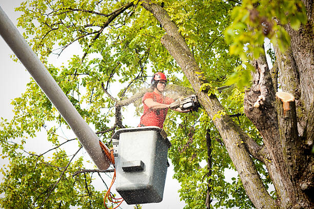 Best Tree Removal Service  in Blandon, PA