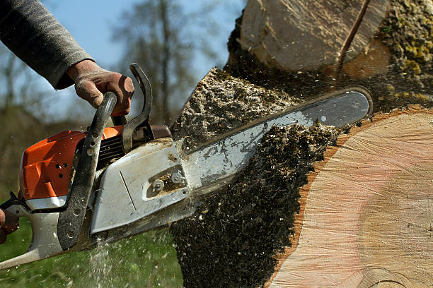 Best Stump Grinding and Removal  in Blandon, PA